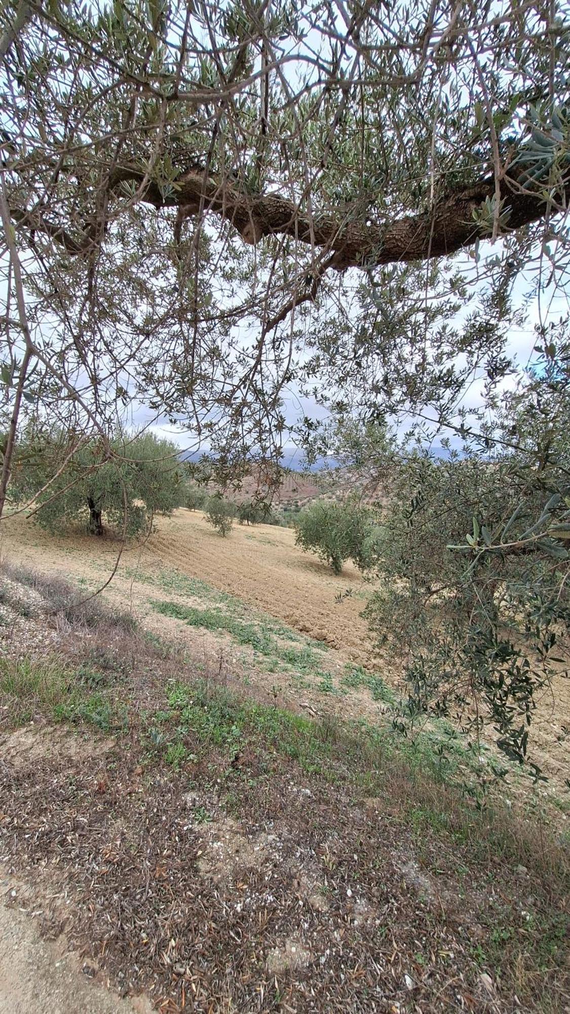El Agua Da Vida Ferienhaus Comares